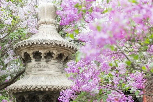 法源寺算姻缘(法源寺 预约)