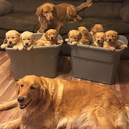 子时犬姻缘(子时出生的狗好吗)