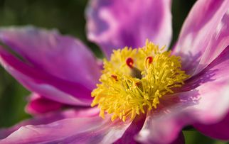 鲜花测姻缘(鲜花测试未来7天运气)