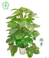 姻缘绿植(利于姻缘的植物)