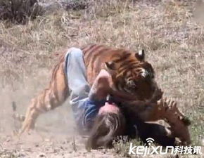 男子动物园挑逗老虎被咬 当地回应(男子动物园挑衅老虎电影)