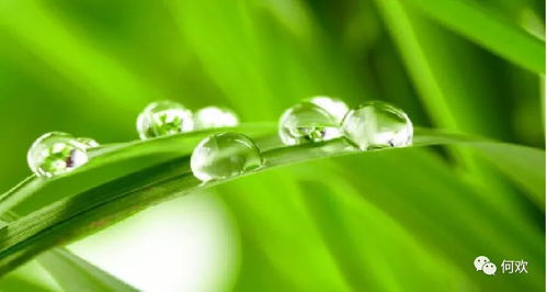 露水姻缘好吗(什么是露水姻缘能不能过在一起)