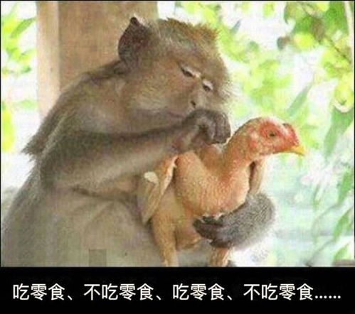 姻缘鸡猴(鸡猴夫妻好不好)