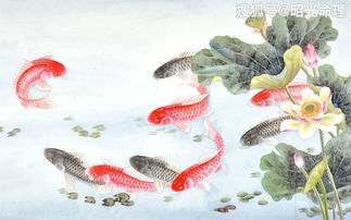 锦鲤姻缘(锦鲤妻啥意思)