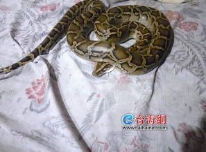 双蛇姻缘(双蛇夫妻怎么样)