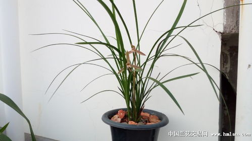 兰花姻缘(兰花情缘是什么意思)