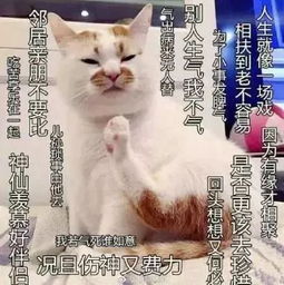 施主姻缘(施主是有缘人)