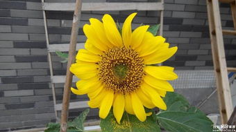 问姻缘花开今已结成果(开花结子问婚姻)