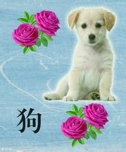 狗配虎姻缘如何(狗和虎的姻缘怎么样)