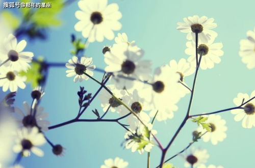 桃花阵催姻缘(桃花阵催姻缘有用么)