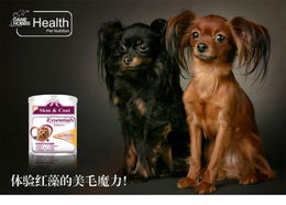 狗配牛的姻缘好吗(狗配牛好吗?