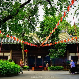 广州光孝寺姻缘树(广州光孝寺姻缘树在哪)