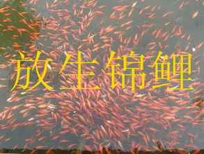 放生求姻缘(放生求姻缘感应)