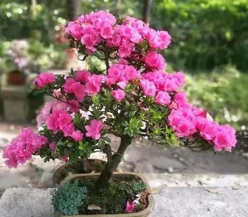 催姻缘(催姻缘最猛三种花)