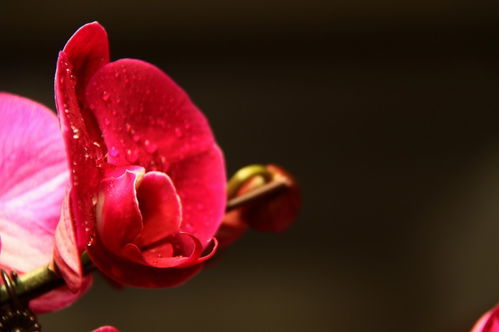 美满姻缘(美满姻缘的生肖)