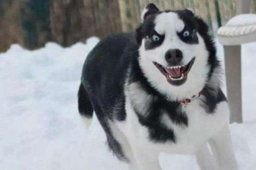 史上最严养犬新规来了(最新养犬规定)