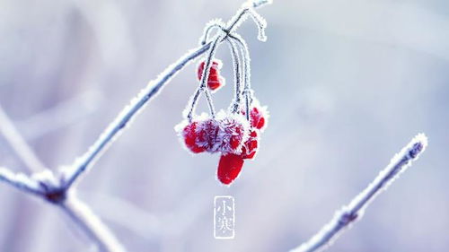 明日小寒！一年中最冷时段正式开启(一年中最寒冷的日子是什么节气)