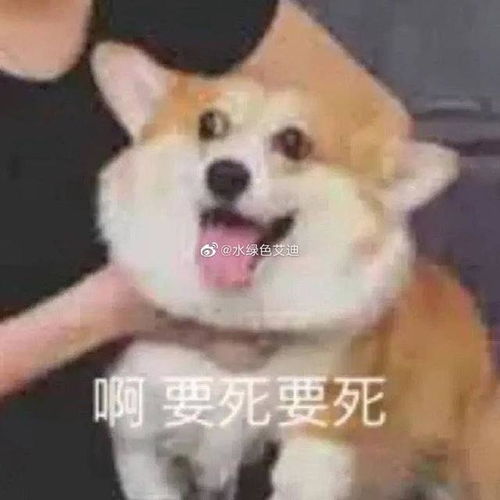 短剧热播我的田螺男孩【我的田螺姑娘英文翻译】