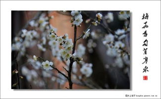 《梅花香自苦寒来》短剧热播：梅花香自苦寒来全文