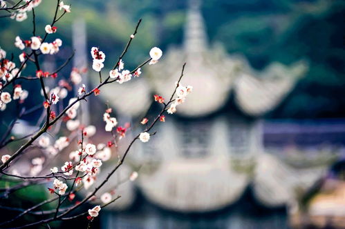 短剧热播四时花未眠：四时花语是什么花