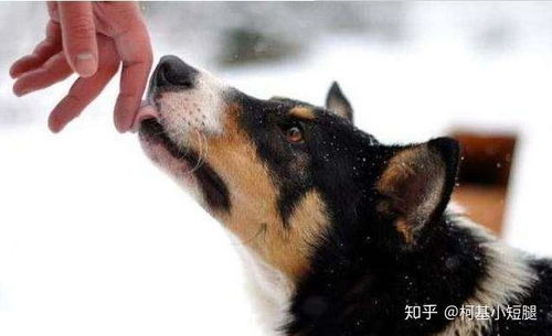 热播短剧舔狗免费观看，舔狗解析