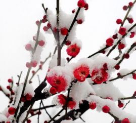 梅花香自苦寒来短剧热播【梅花香自苦寒来百科】
