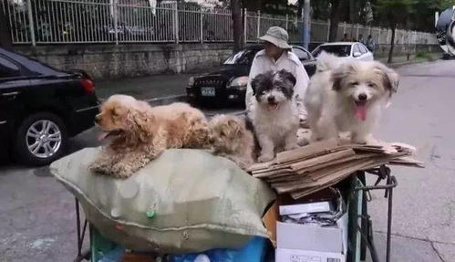 狗狗误将三轮车推入池塘，网友，这狗子是神助攻？