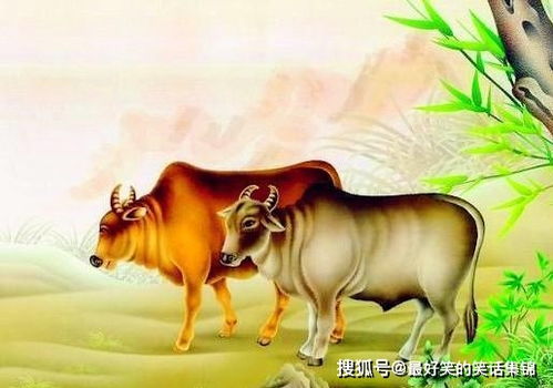 属牛腊月出生姻缘如何(属牛腊月出生的人是什么命)