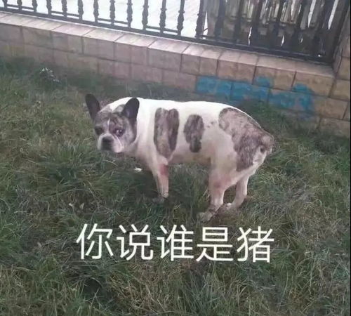 为什么猪和狗姻缘很长(为什么猪和狗姻缘很长命)