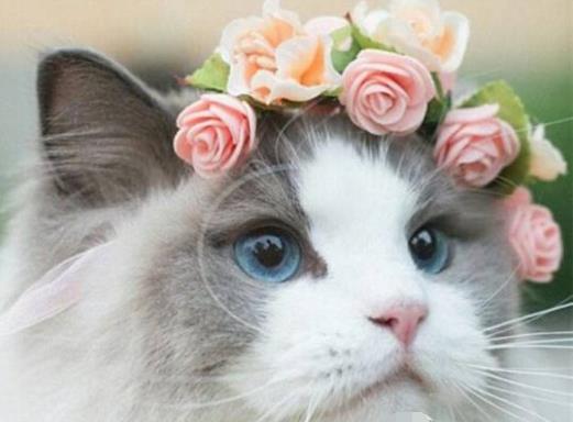猫和姻缘有啥关系嘛(和猫咪有缘分表现)