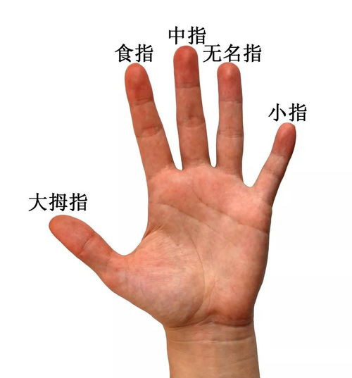 五根手指测姻缘准不准(五根手指看命运)