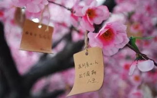 催桃花旺姻缘疏表文(催旺桃花运)