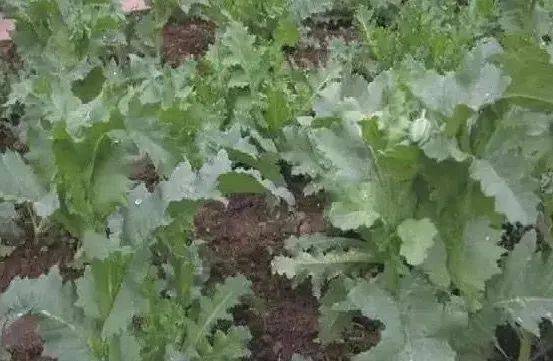 特殊姻缘进佛门怎么说(特殊姻缘进佛门怎么说话)