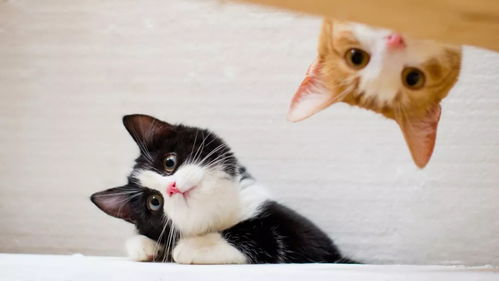 猫和姻缘有啥关系吗(猫和猫之间有爱情吗)