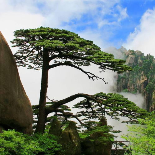 崇阳的姻缘树是什么树(湖北崇阳附近有什么景点)