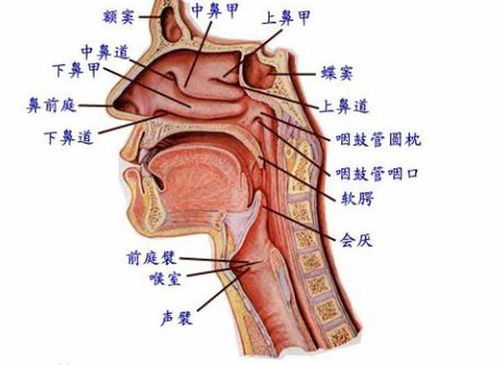 喉头声带是发声的姻缘(声带发声和喉咙发声)
