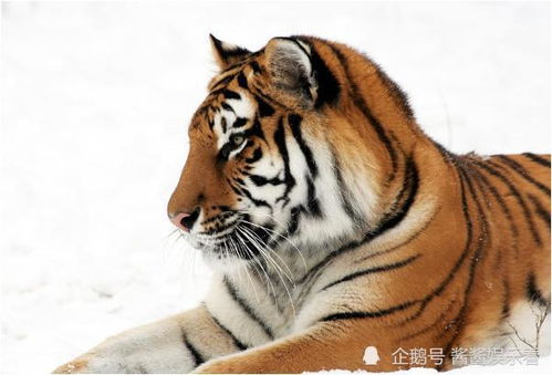 98属猪姻缘何时到(属猪人一辈子的克星98年属虎的在2020年考学怎样)