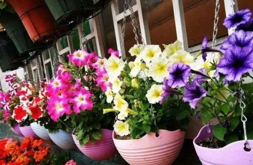 养什么花草旺姻缘好(养什么花对婚姻好爱情好)