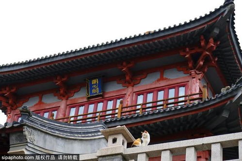 罗汉寺怎么抽签求姻缘(罗汉寺求什么灵验)