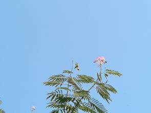 合欢树下的姻缘消(合欢树》