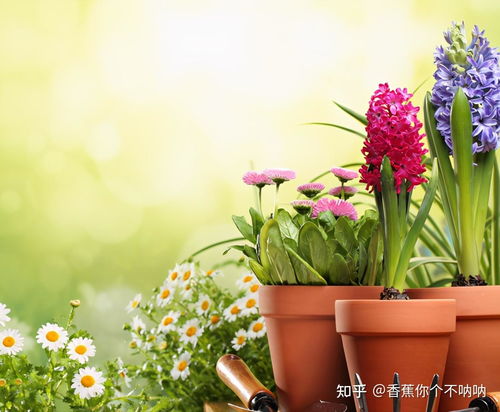 招姻缘的花草图片(招姻缘植物)