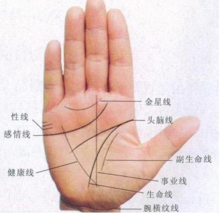 手相姻缘线在哪里图解(手相姻缘线的全面分析)