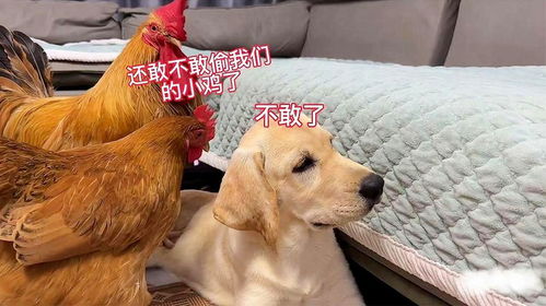 鸡和狗配对姻缘好吗(鸡和狗配夫妻好吗)
