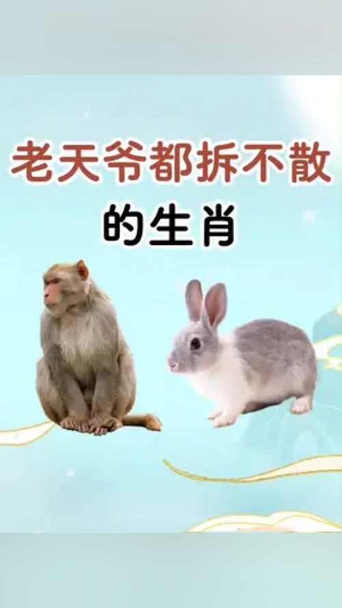 生肖配牛对姻缘查询(生肖牛婚配对象)