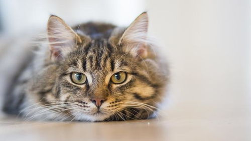 逃不了姻缘7猫小说(逃不了情)