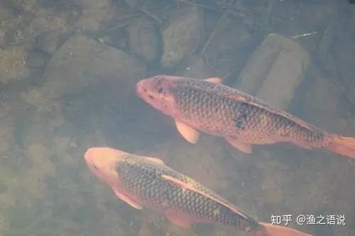双鲤得六鳌 问姻缘(双鲤是什么)