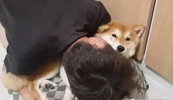 柴犬阿兴前世姻缘(柴犬阿兴的演员表)