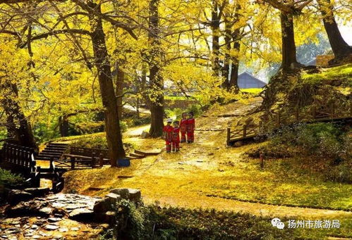 寿县银杏树求姻缘(银杏树寺庙在哪里)