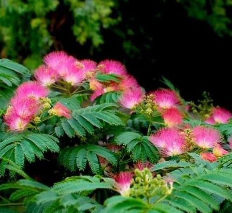 合欢树下姻缘消免费(合欢树下合欢花诗词)