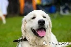 今年属狗女人的姻缘状况(今年属狗女的财运和运气如何2021)